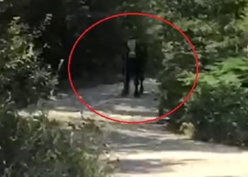 Bursa’da kaçan boğa, iki kişiyi hastanelik etti