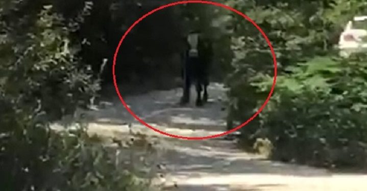 Bursa’da kaçan boğa, iki kişiyi hastanelik etti