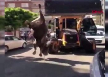 Danayı kesime bu halde götüren 3 kişiye para cezası