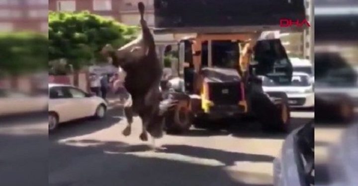 Danayı kesime bu halde götüren 3 kişiye para cezası