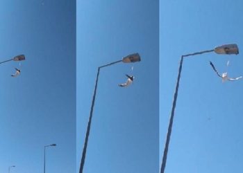 Ayağına maske takılan martı, direkte asılı kaldı