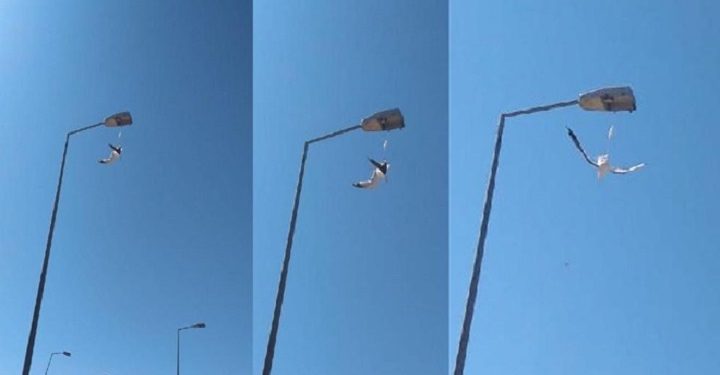 Ayağına maske takılan martı, direkte asılı kaldı