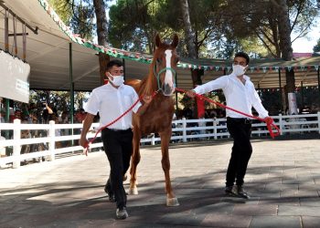 Açık artırmada, ev fiyatına tay