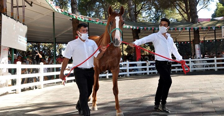 Açık artırmada, ev fiyatına tay