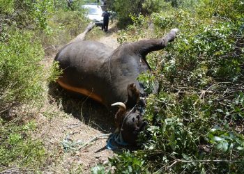 Bağlık alanda ölü dana bulundu