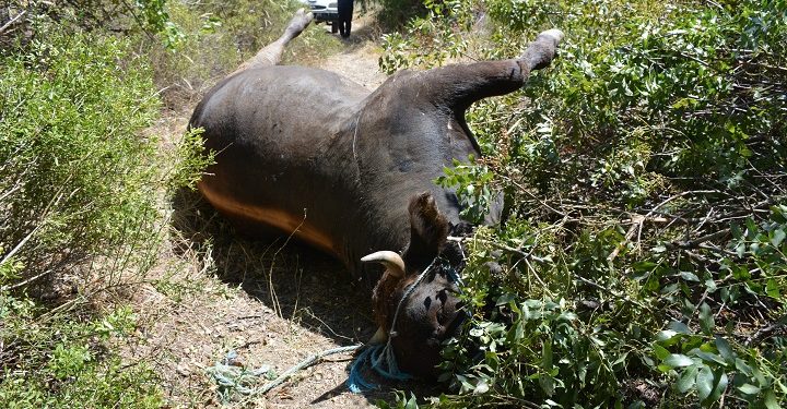 Bağlık alanda ölü dana bulundu