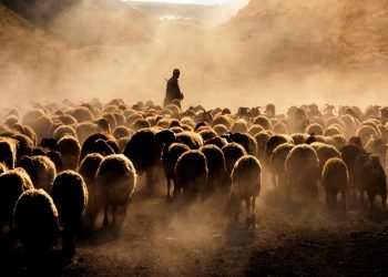 Bitlis’te koyunların zorlu yolculuğu
