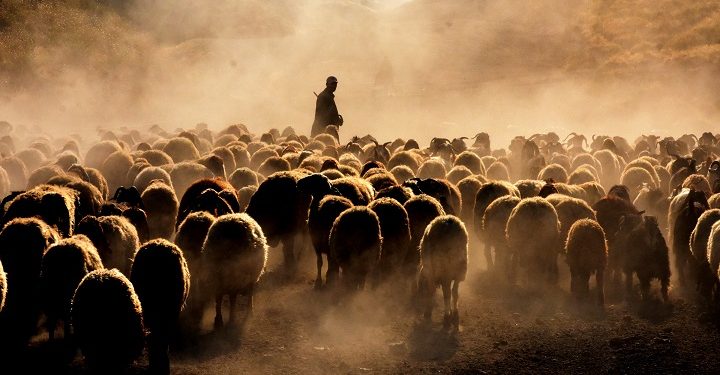 Bitlis’te koyunların zorlu yolculuğu