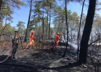 Bursa’da orman yangını! 5 dönüm alan zarar gördü