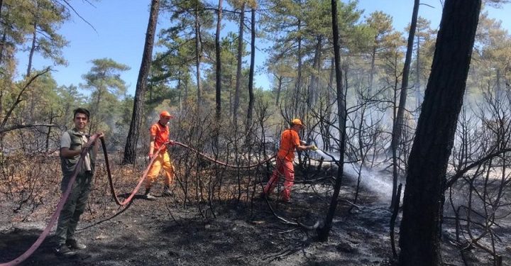 Bursa’da orman yangını! 5 dönüm alan zarar gördü