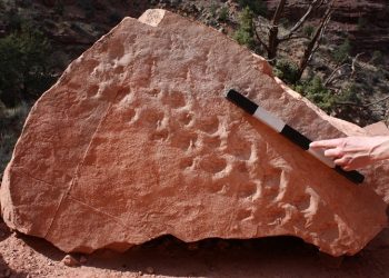 Büyük Kanyon’da ‘dev’ buluş