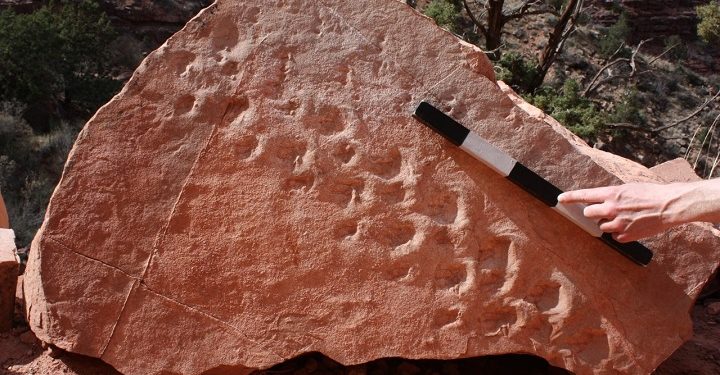 Büyük Kanyon’da ‘dev’ buluş