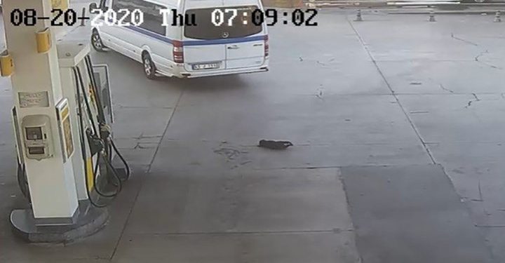 Yavru köpeği ezip geçti