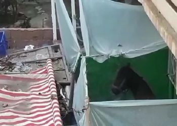 Bursa’da evin balkonunda at bakıyorlar