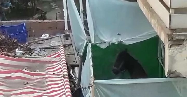 Bursa’da evin balkonunda at bakıyorlar