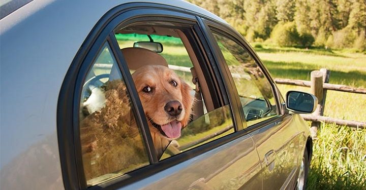 Köpeğinin ölümüne sebep olan kadına dava açılıyor