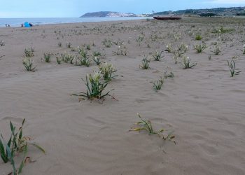 Bu çiçeği koparmanın cezası 73 bin TL