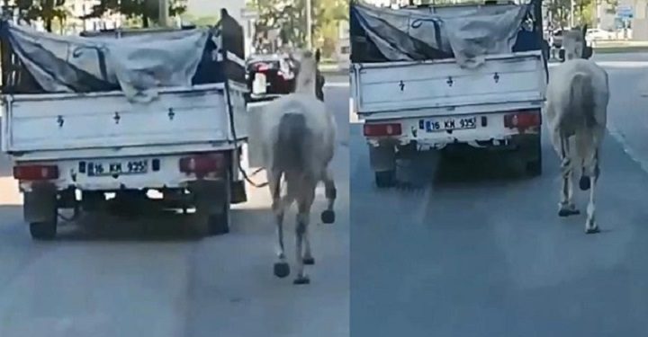 Bursa’da tepki çeken bu görüntüye ceza!