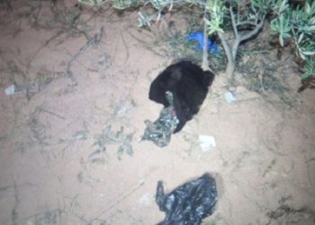 Domuz nöbetinde eşini vurdu