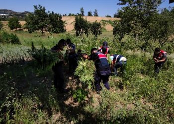 Bursa’da binlerce kök hint keneviri ele geçirildi