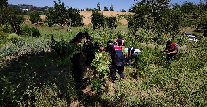 Bursa’da binlerce kök hint keneviri ele geçirildi