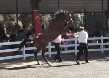 Bursa’da korkutucu an: At, bakıcısını tepti!