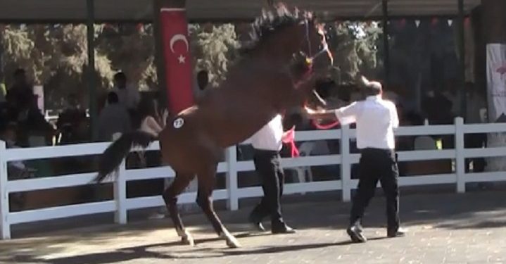 Bursa’da korkutucu an: At, bakıcısını tepti!