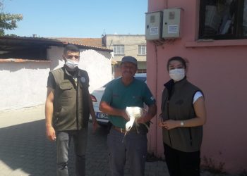 Bursa’da yaralı halde bulunan leylek tedaviye alındı
