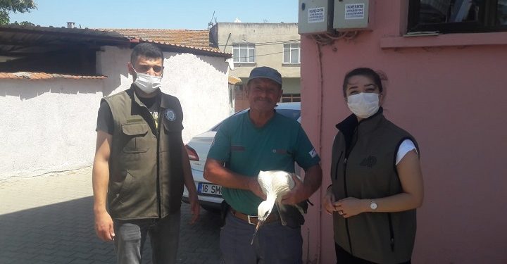 Bursa’da yaralı halde bulunan leylek tedaviye alındı