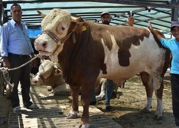 Elde kalan kurbanlıkları devlet alacak