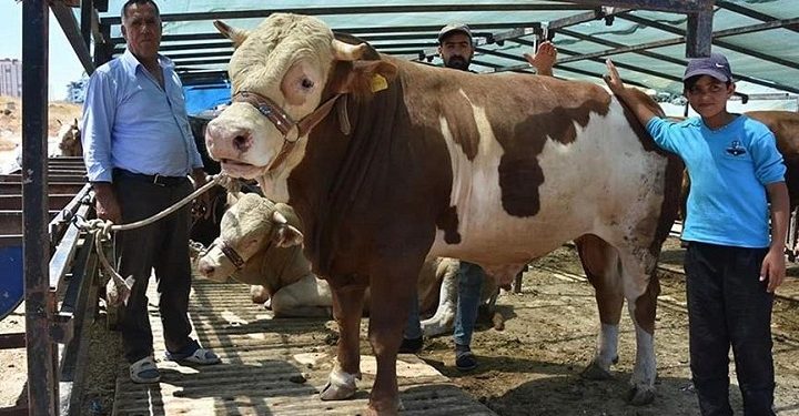 Elde kalan kurbanlıkları devlet alacak