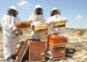 Uzmanlardan ‘sahte bal’ uyarısı