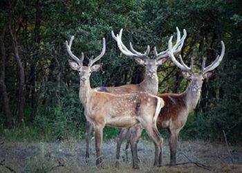 İhaleyle ava çıkarılan 7 geyiği Bursalı avukat kurtardı