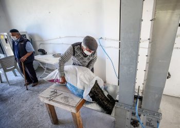 Keles’te çörek otundan 1 buçuk milyonluk gelir