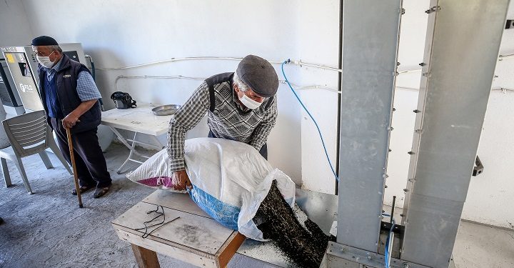 Keles’te çörek otundan 1 buçuk milyonluk gelir