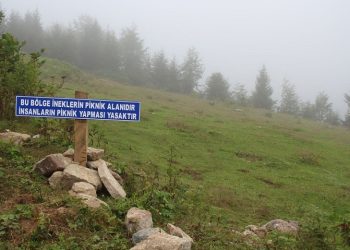 Piknikçilere tabelalı uyarı: Burası ineklerin bölgesidir