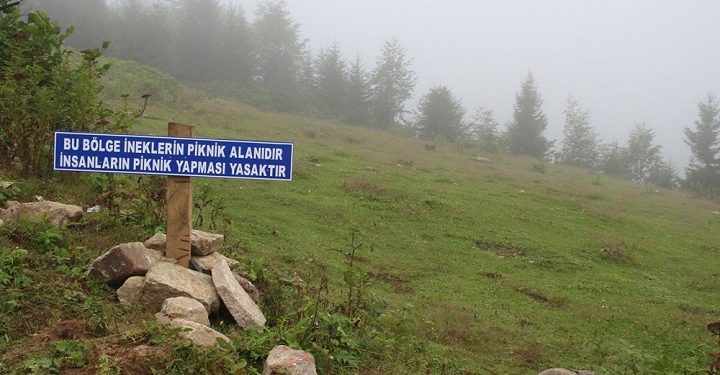 Piknikçilere tabelalı uyarı: Burası ineklerin bölgesidir