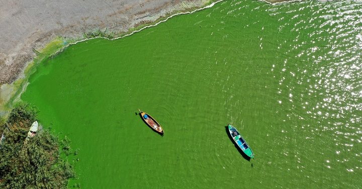 Uluabat Gölü’nde alg patlaması