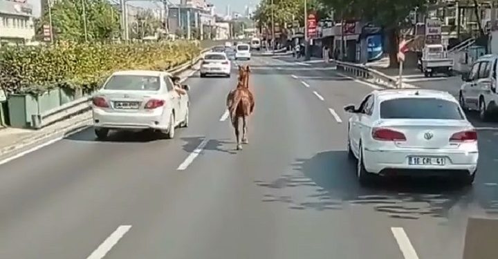 Bursa’da trafikte başıboş at!