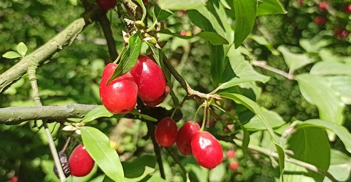 Bursa’da kızılcık hasadı başladı