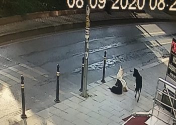 Başıboş köpekler genç kadına saldırdı