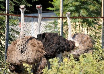 Kırmızı et açığını deve kuşu eti mi kapatacak?