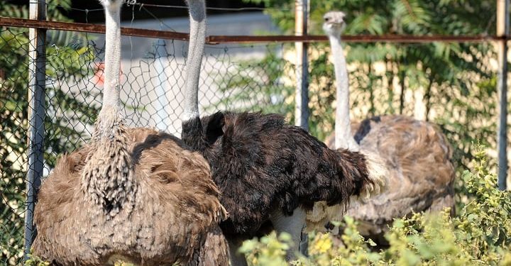 Kırmızı et açığını deve kuşu eti mi kapatacak?