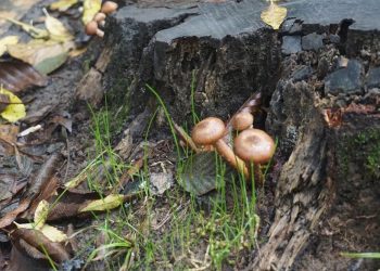 “Bazı mantarlar son yemeğiniz olabilir”