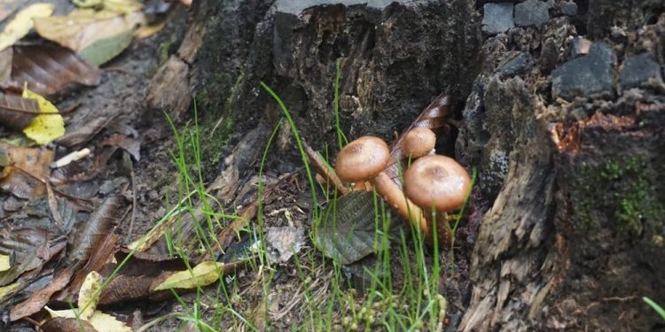 “Bazı mantarlar son yemeğiniz olabilir”