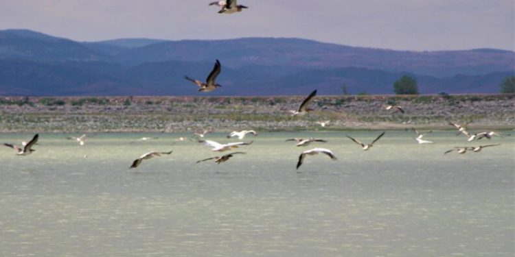 Ak Peli̇kanlar Göç Hazırlığına Kanat Çırpıyor
