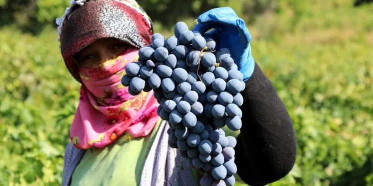 Ci̇mi̇n Üzümü Tezgahtaki̇ Yeri̇ni̇ Almaya Başladı