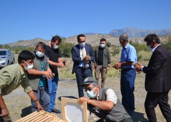 Çorumda 300 Sülün Doğaya Salındı