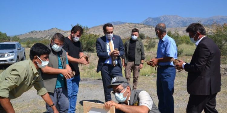 Çorumda 300 Sülün Doğaya Salındı