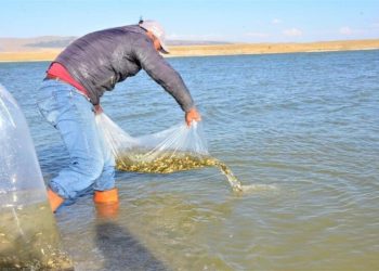 Göletlere 1 Mi̇lyon 819 Bi̇n 650 Yavru Balık Bırakıldı